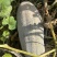 蜜本南瓜