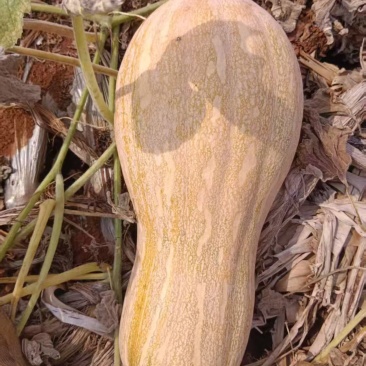 密本南瓜，产地直发，一手货源，可按需备货，欢迎来电洽谈