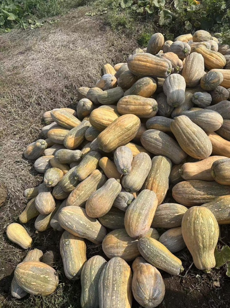 密本南瓜，产地直发，一手货源，可按需备货，欢迎来电洽谈