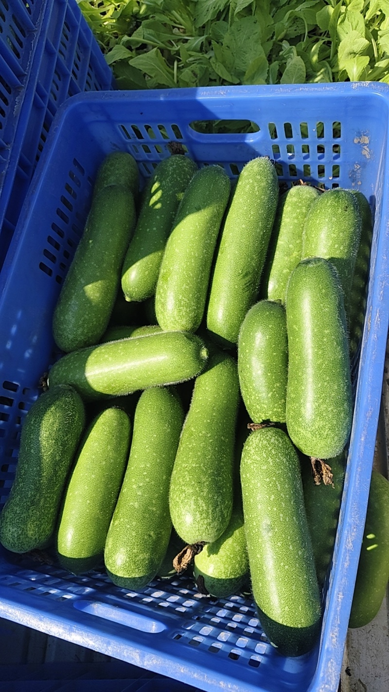 大量毛节瓜供应