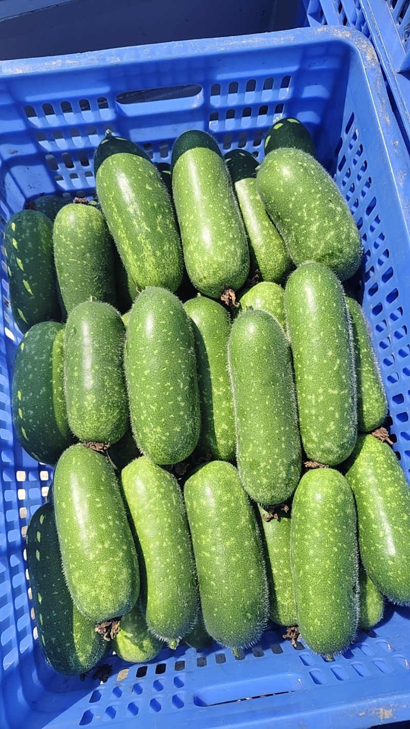 大量毛节瓜供应