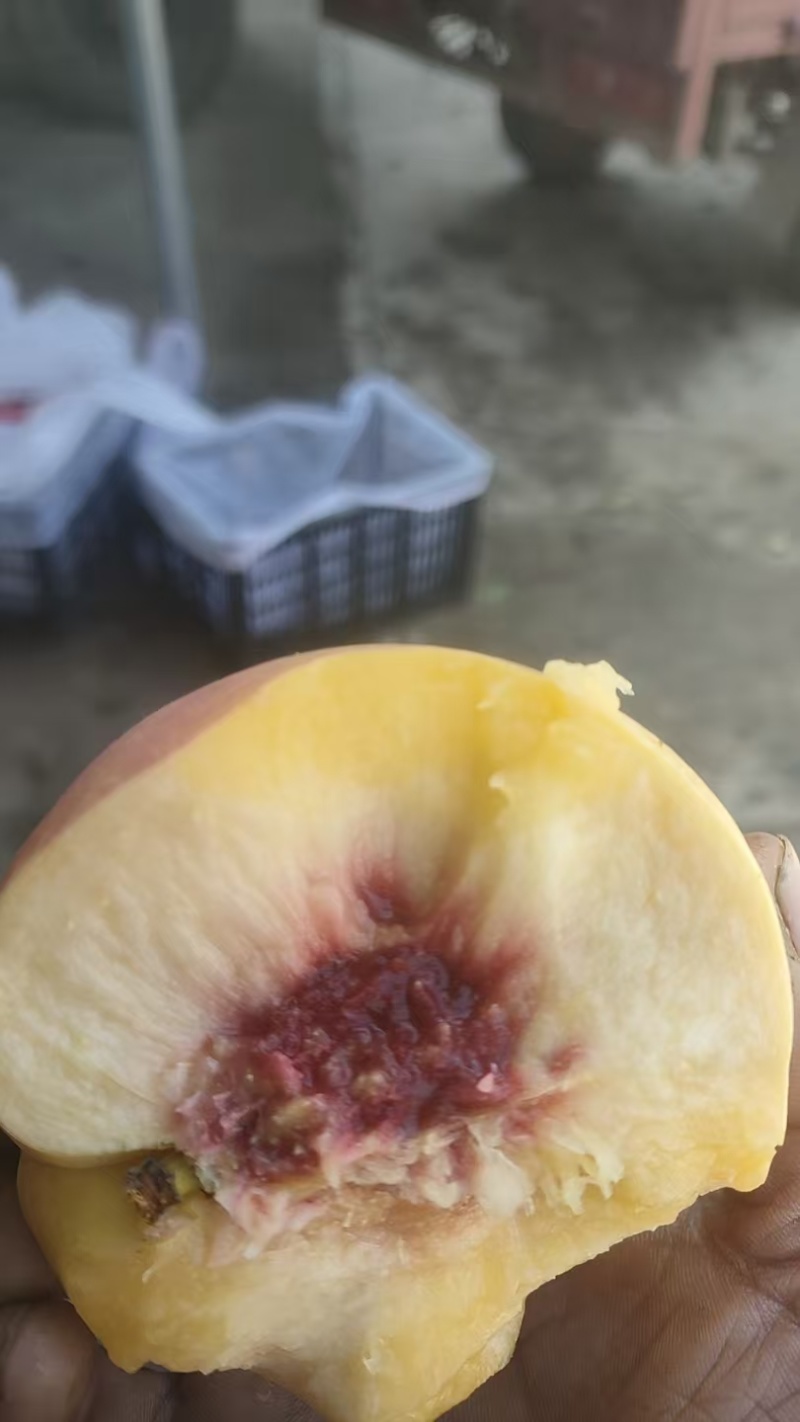 黄油桃自家种植优质黄油桃，口感好，甜度好，一件代发全国