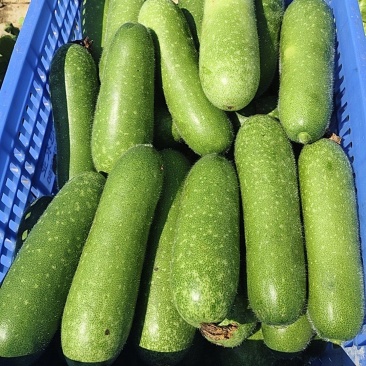 大量毛节瓜供应