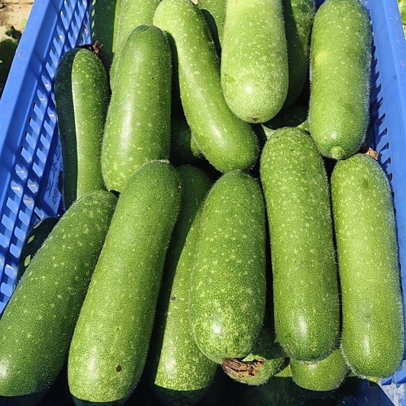 大量毛节瓜供应