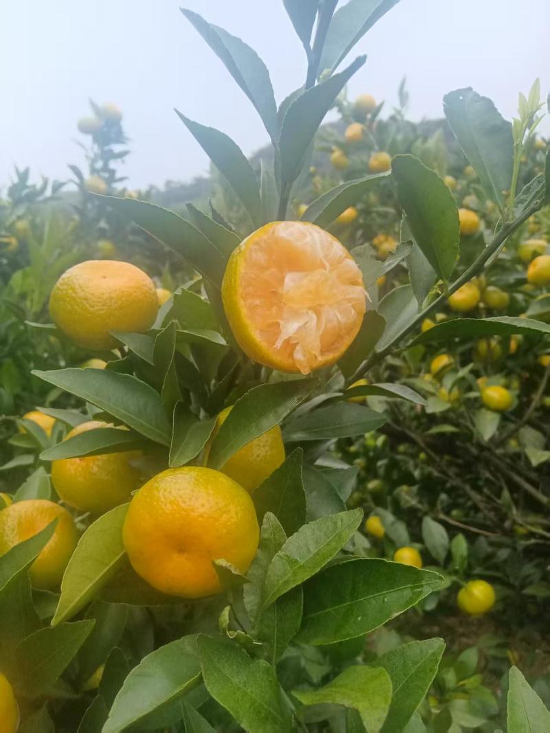 广西贺州蜜橘大量接单产地直发量大从优欢迎来电