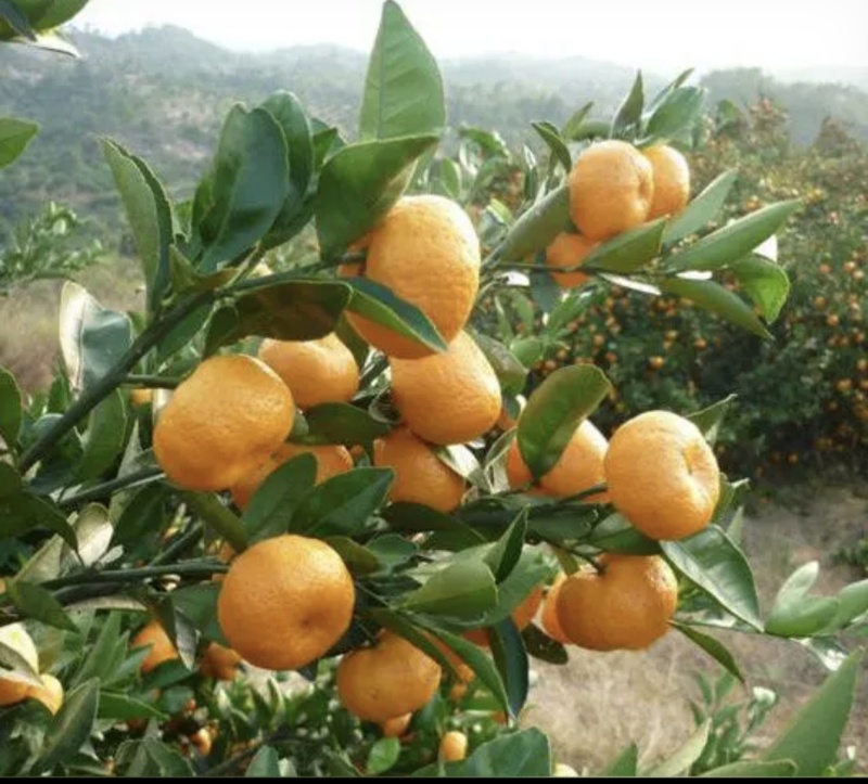 广西贺州蜜橘大量接单产地直发量大从优欢迎来电