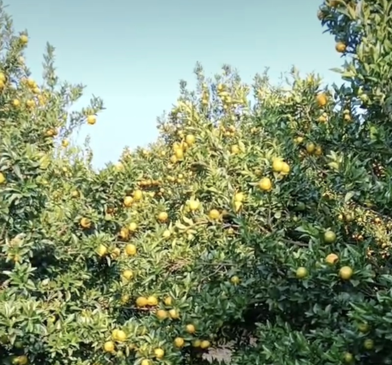 广西贺州蜜橘大量接单产地直发量大从优欢迎来电