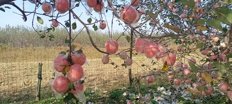 万荣冰糖心红富士，纸加膜袋，口感脆甜多汁，欢迎选购，