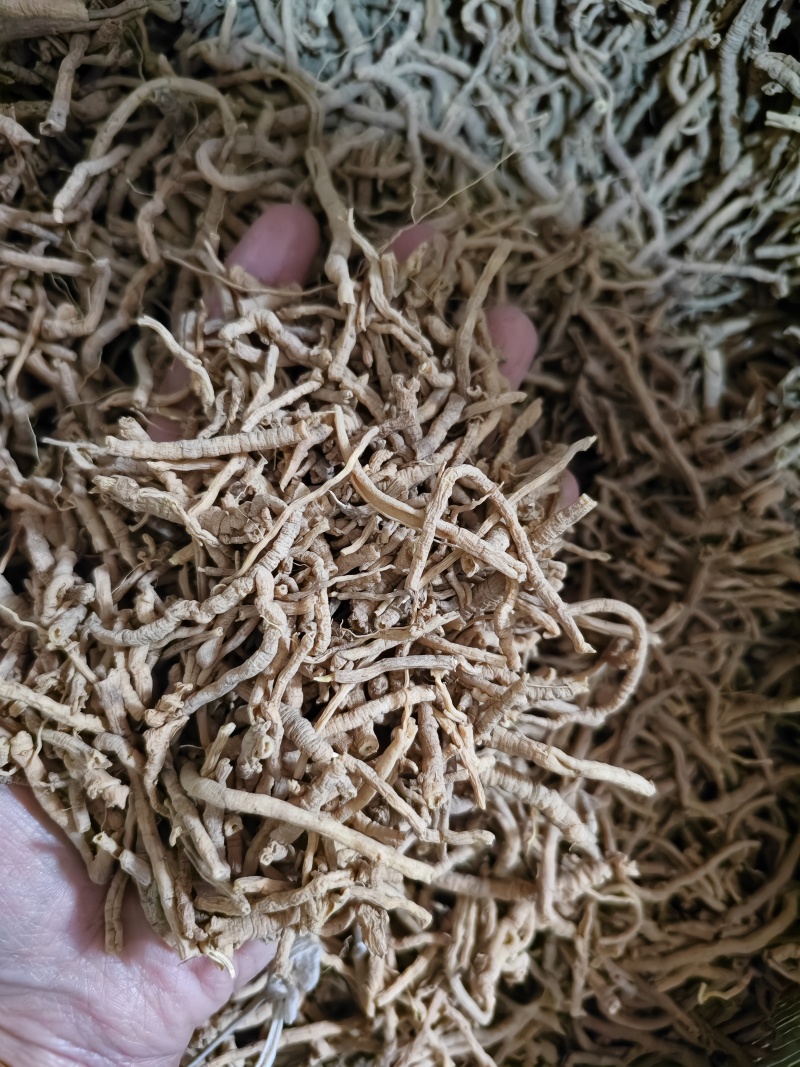远志新货抽芯远志筒规格齐全批发零售