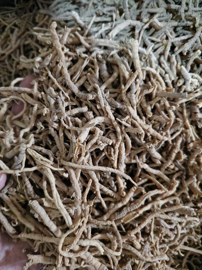 远志新货抽芯远志筒规格齐全批发零售