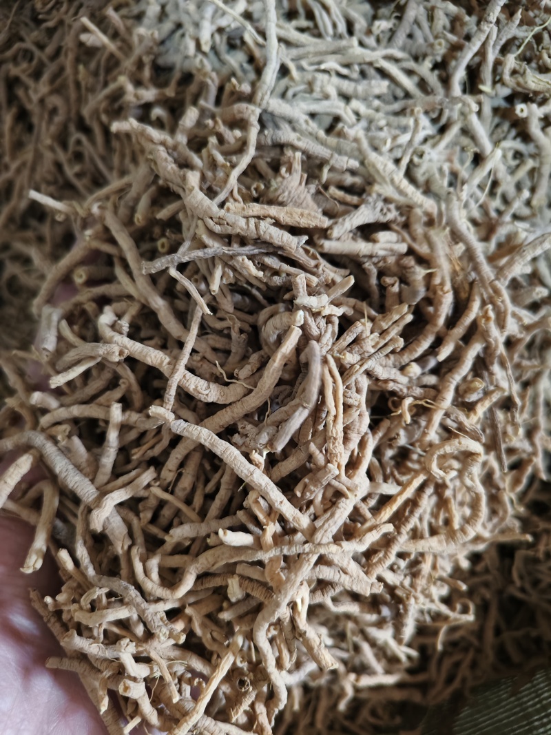 远志新货抽芯远志筒规格齐全批发零售