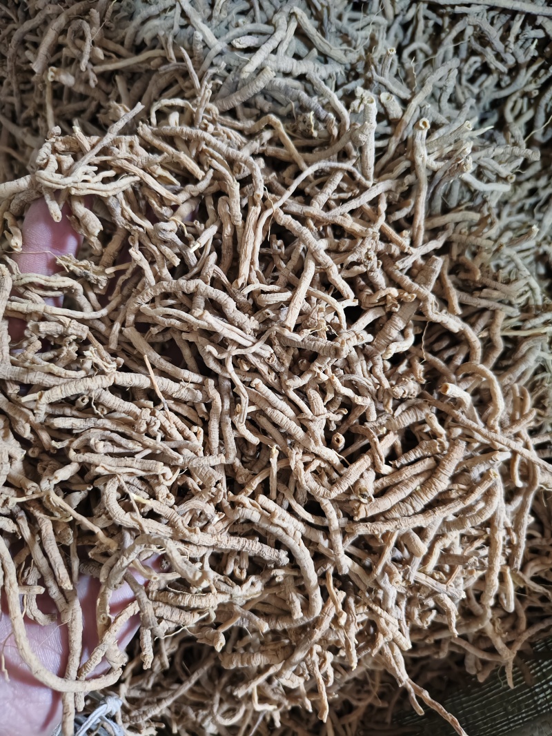 远志新货抽芯远志筒规格齐全批发零售