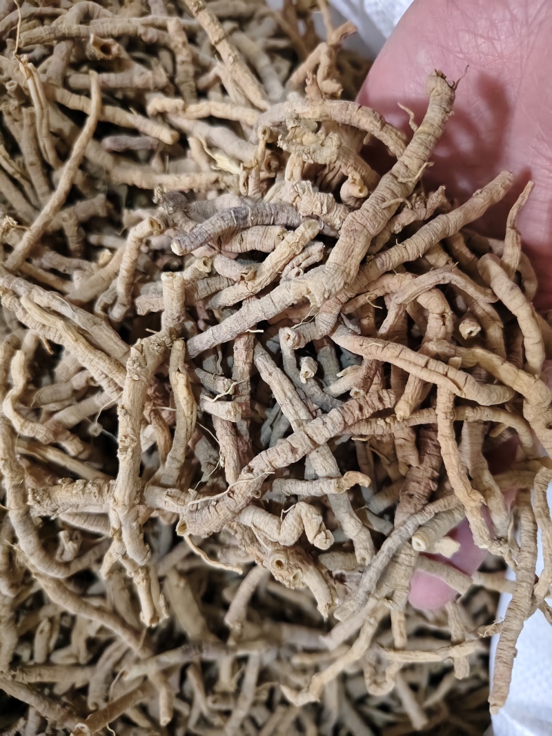 远志新货抽芯远志筒规格齐全批发零售