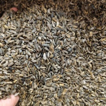 牛蒡子精选新货优质牛蒡子批发零售量大从优