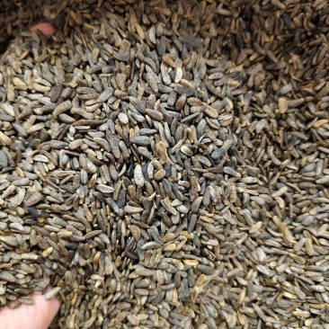 牛蒡子精选新货优质牛蒡子批发零售量大从优