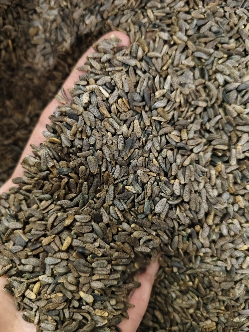 牛蒡子精选新货优质牛蒡子批发零售量大从优