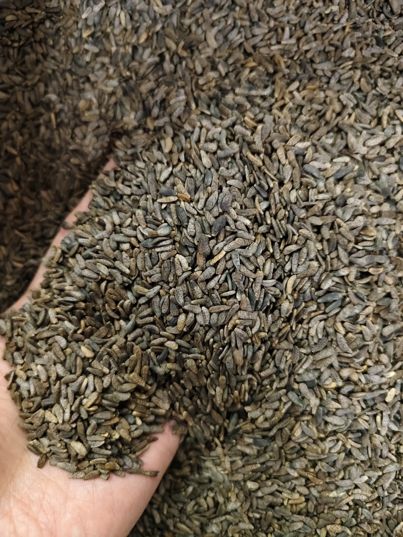 牛蒡子精选新货优质牛蒡子批发零售量大从优