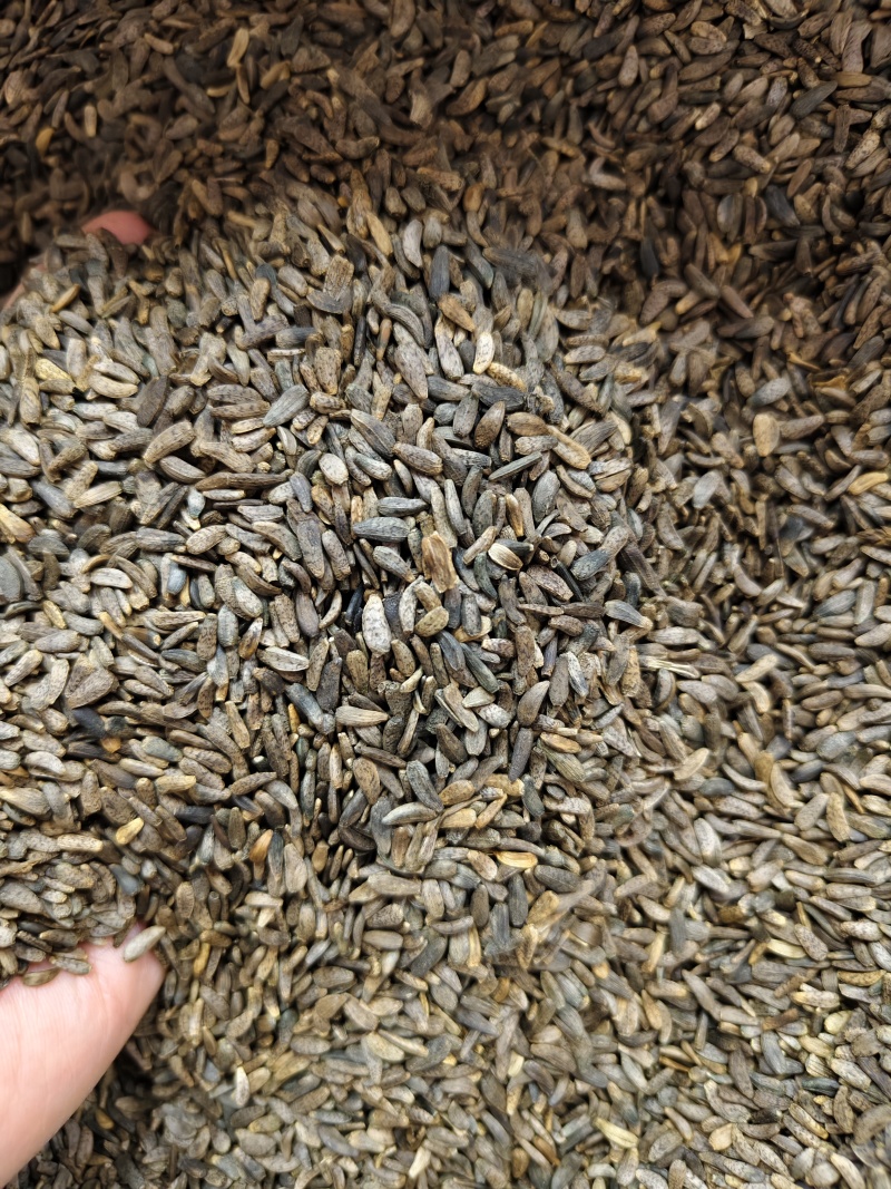 牛蒡子精选新货优质牛蒡子批发零售量大从优