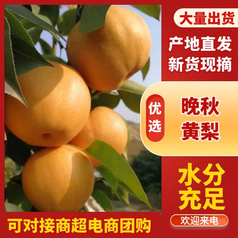 晚秋黄梨大量上市，同样的价格比质量可对接全国电商市场商超