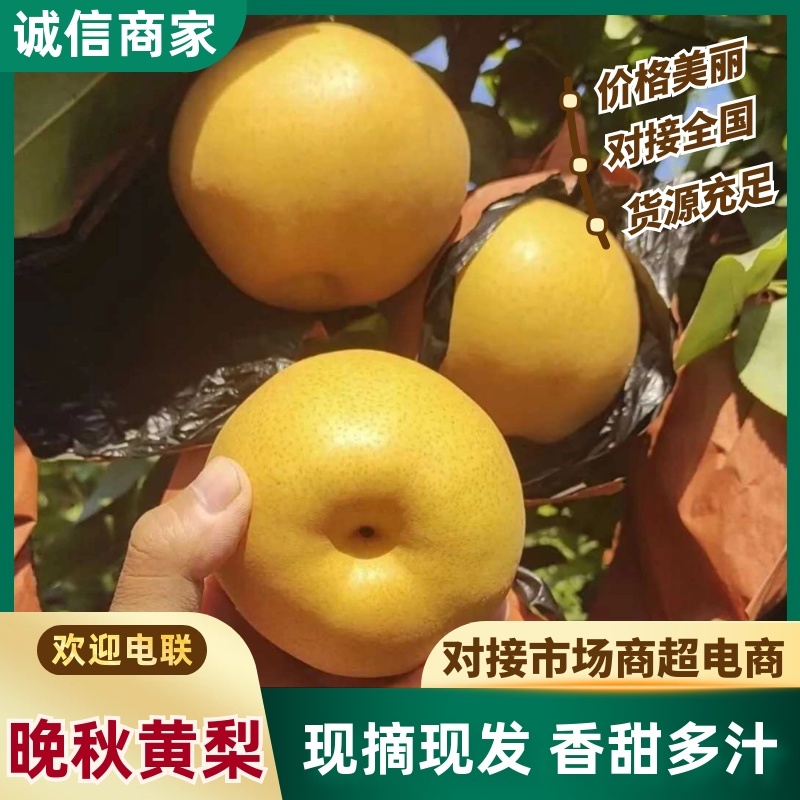 晚秋黄梨大量上市，同样的价格比质量可对接全国电商市场商超