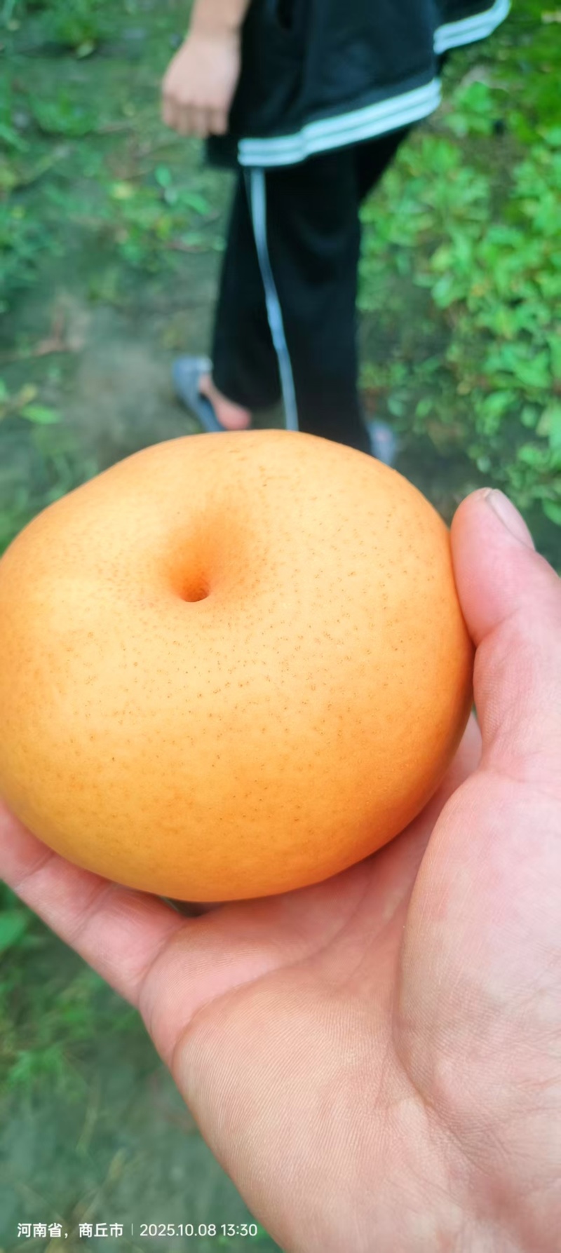 晚秋黄梨大量上市，同样的价格比质量可对接全国电商市场商超