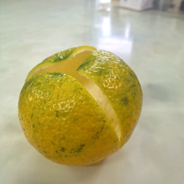 茶枝柑