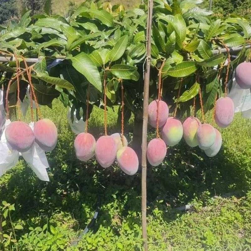 晚熟凯特芒果