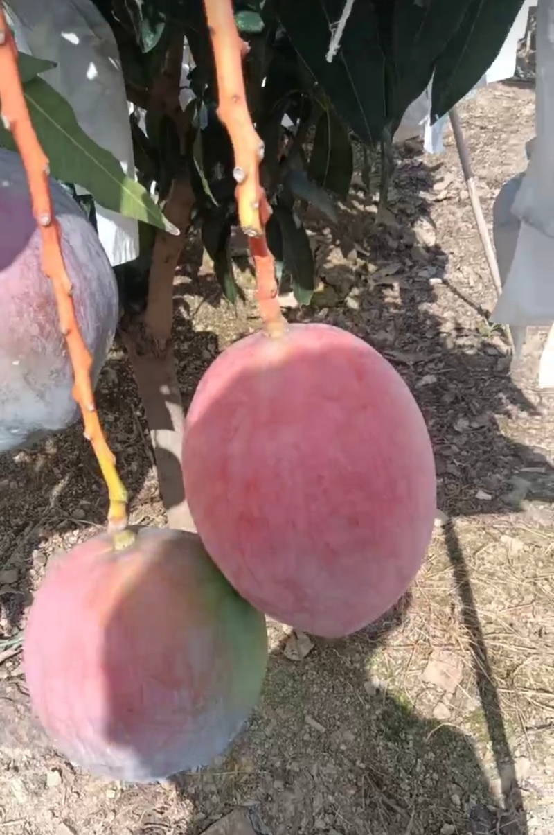 晚熟凯特芒果