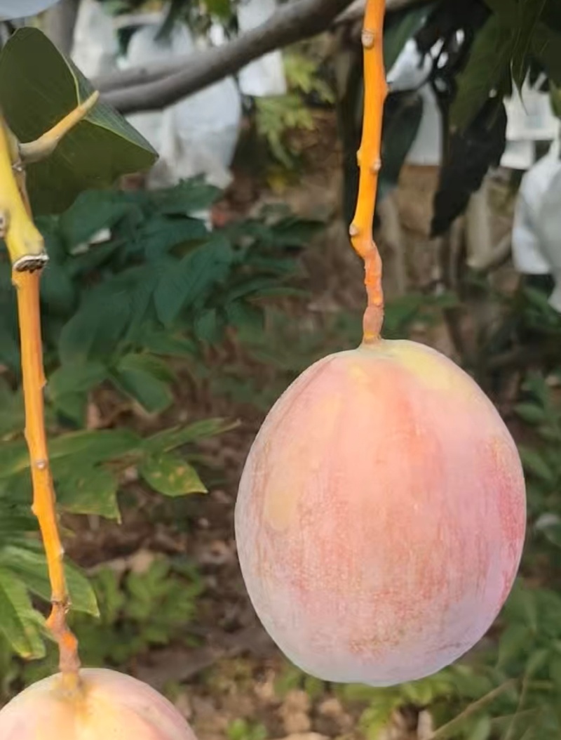 晚熟凯特芒果