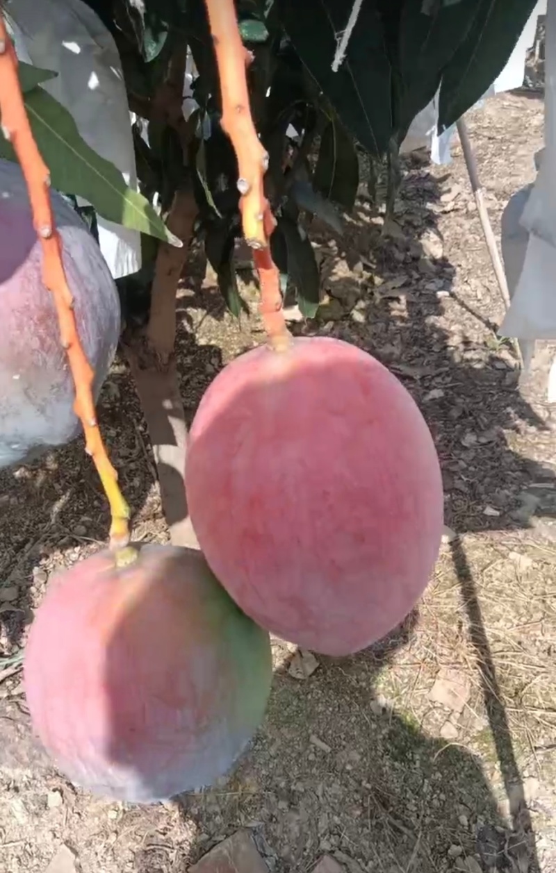 晚熟凯特芒果