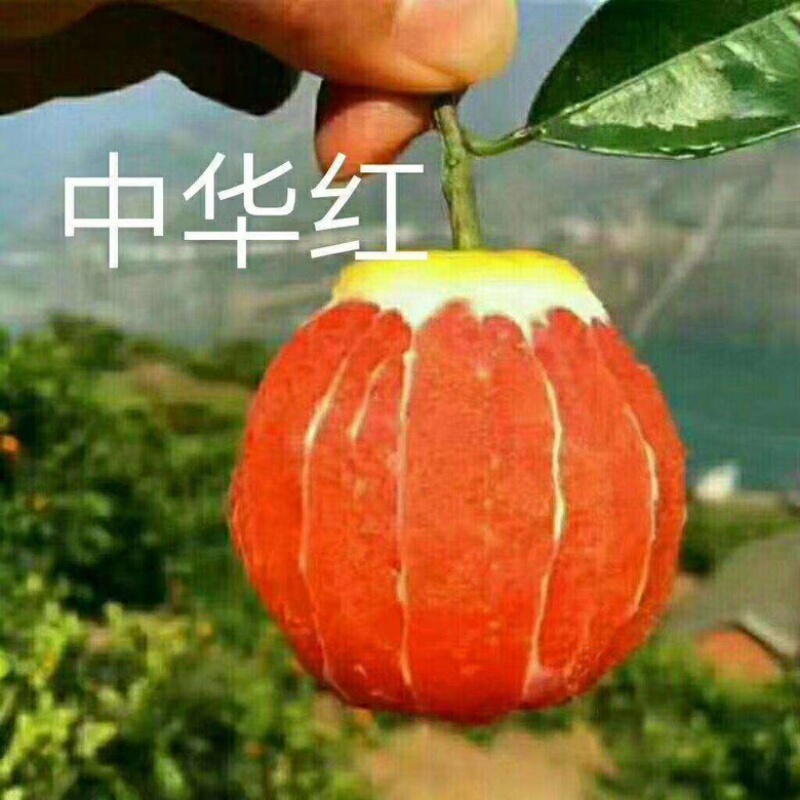 纽荷尔。果大皮薄，水分足。