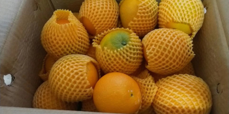 纽荷尔。果大皮薄，水分足。