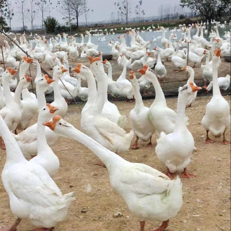 东北正宗大鹅