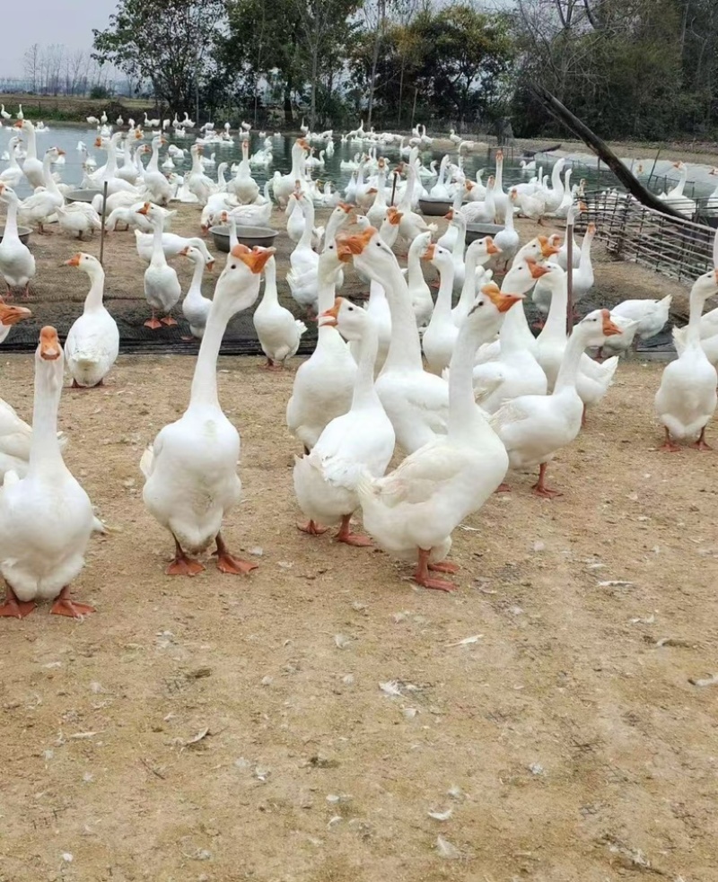 东北正宗大鹅