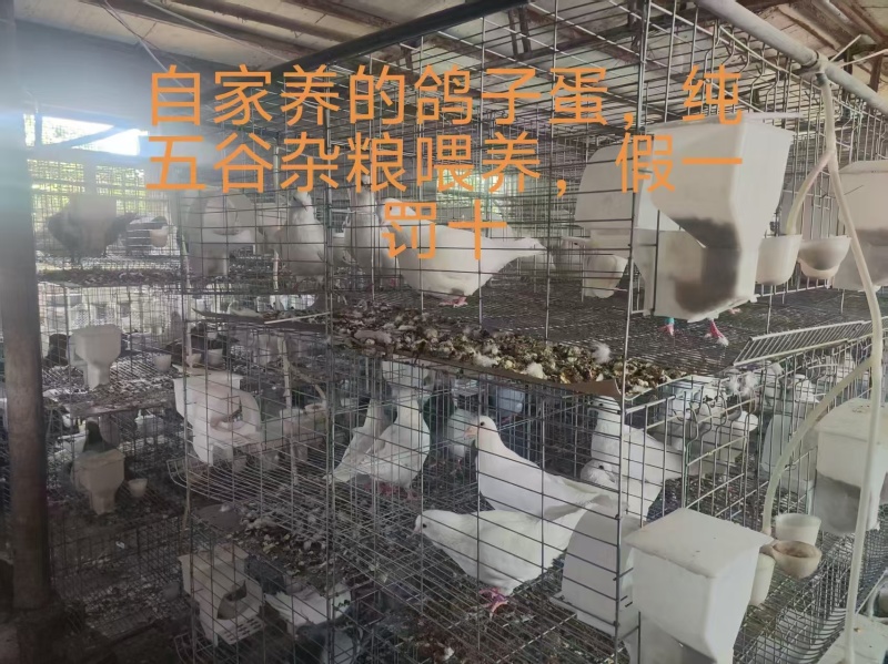 杂粮鸽子蛋