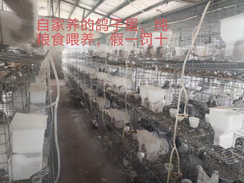 杂粮鸽子蛋
