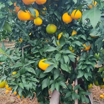 爱媛38，看到联系***********