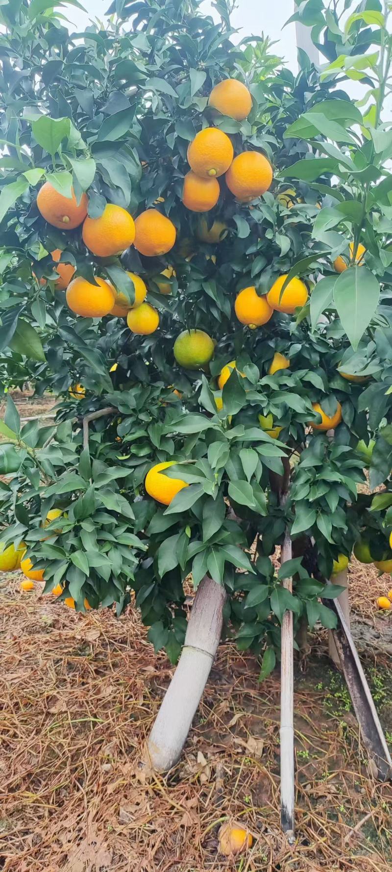 爱媛38，看到联系***********