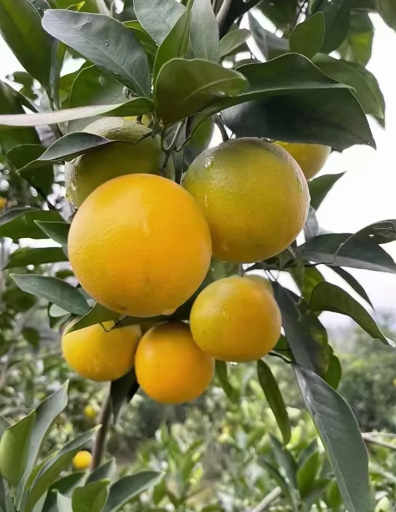 湖南冰糖橙新鲜直供皮薄肉嫩量大价优支持定制包装