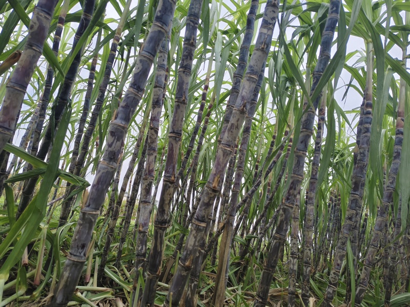 黑皮甘蔗