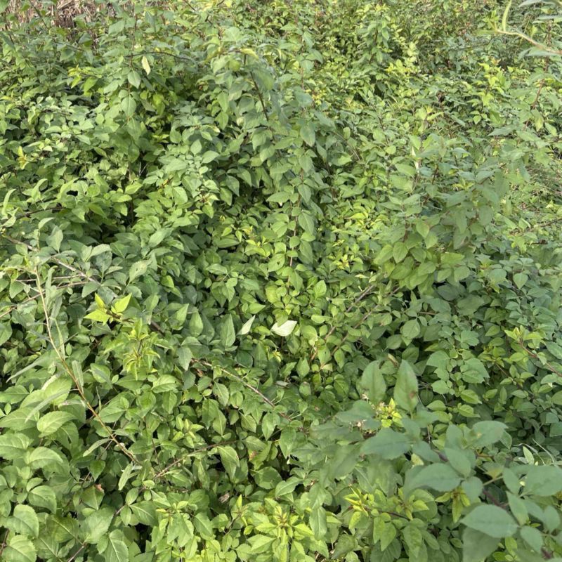 一年三年药用连翘苗