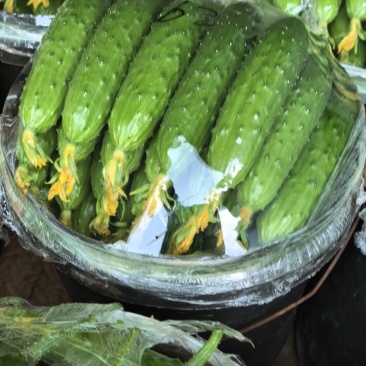 辽宁黄瓜