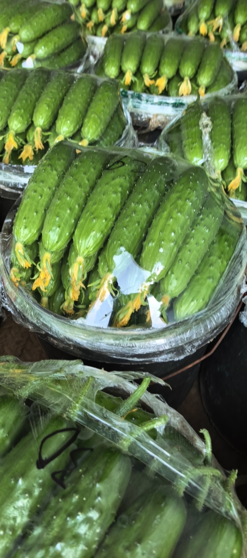辽宁黄瓜