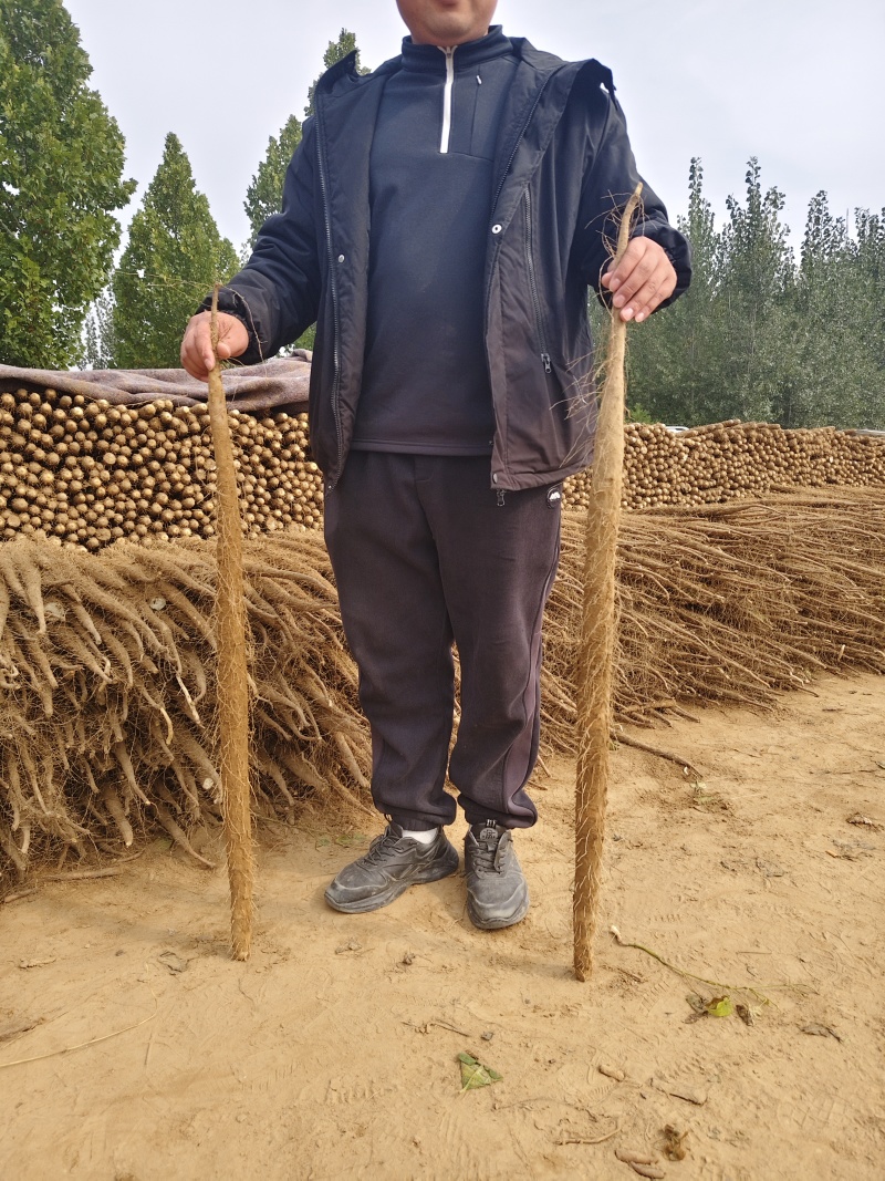 河南安阳双棒山药大量接单品质保证量大从优欢迎来电