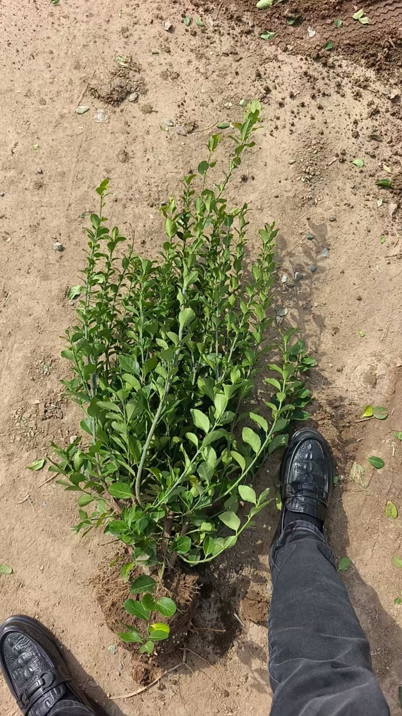 卫矛毛球土球发货适合南北方种植绿篱龟背