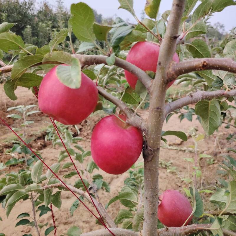 瑞香红苹果，果农自己种的自己发货