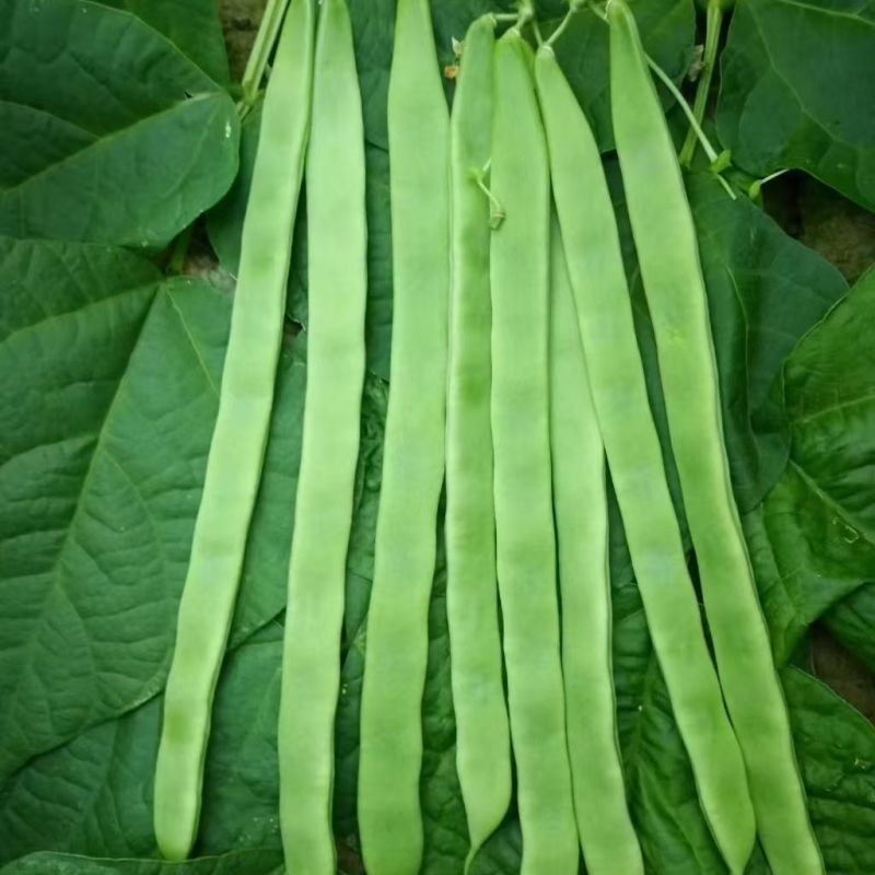 青丰五扁架豆种子早熟绿扁架豆种子嫩荚肉厚鲜嫩无筋糯爽春秋