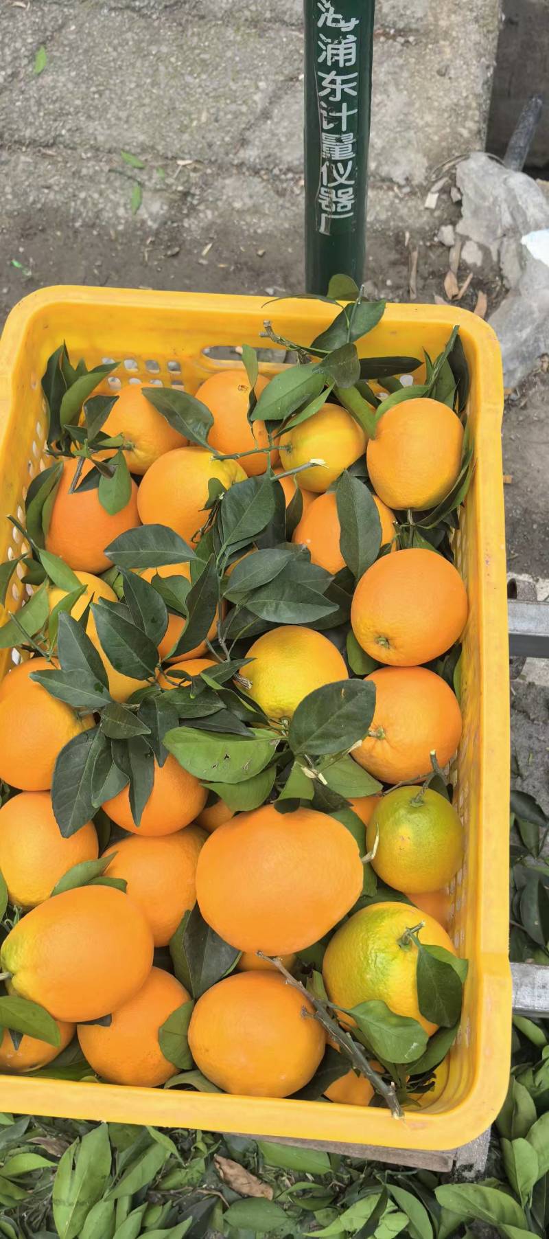 湖南湘西橙子纽荷尔脐橙，颜色火红，口感香甜可口，汁水充足