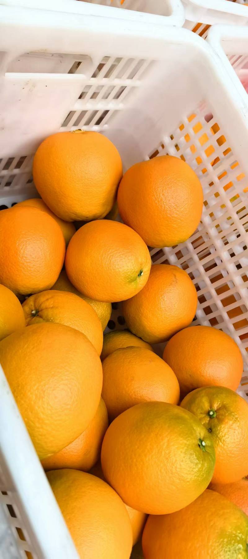 湖南湘西橙子纽荷尔脐橙，颜色火红，口感香甜可口，汁水充足