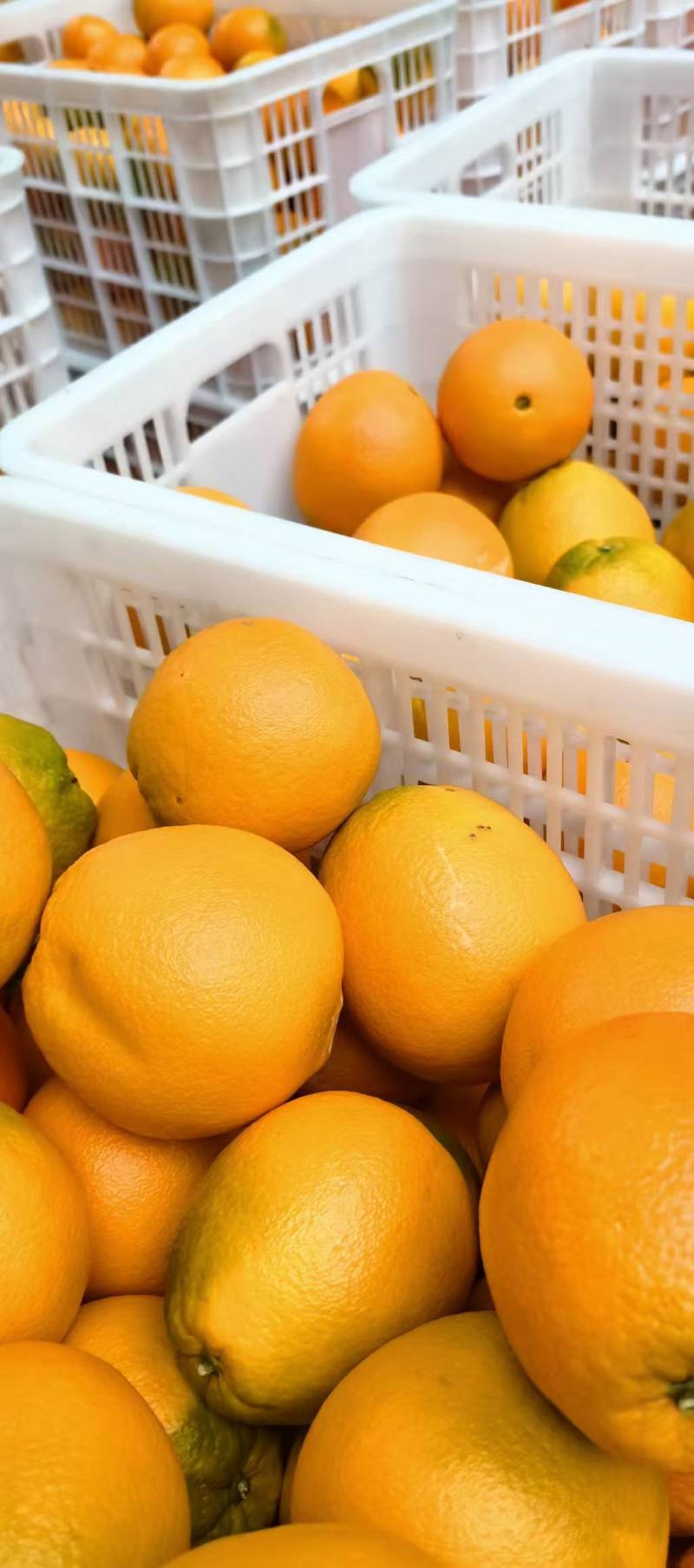 湖南湘西橙子纽荷尔脐橙，颜色火红，口感香甜可口，汁水充足